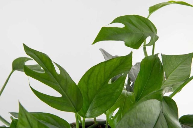 how to grow and care for baltic blue pothos