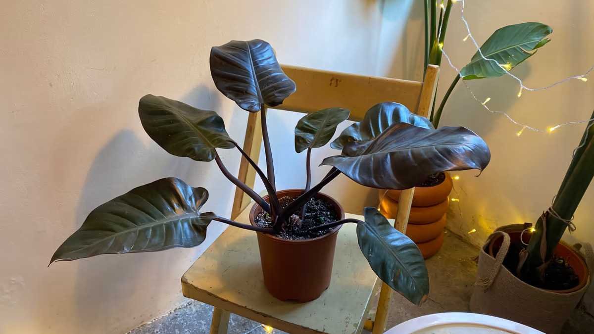 growing and maintaining black cardinal philodendron