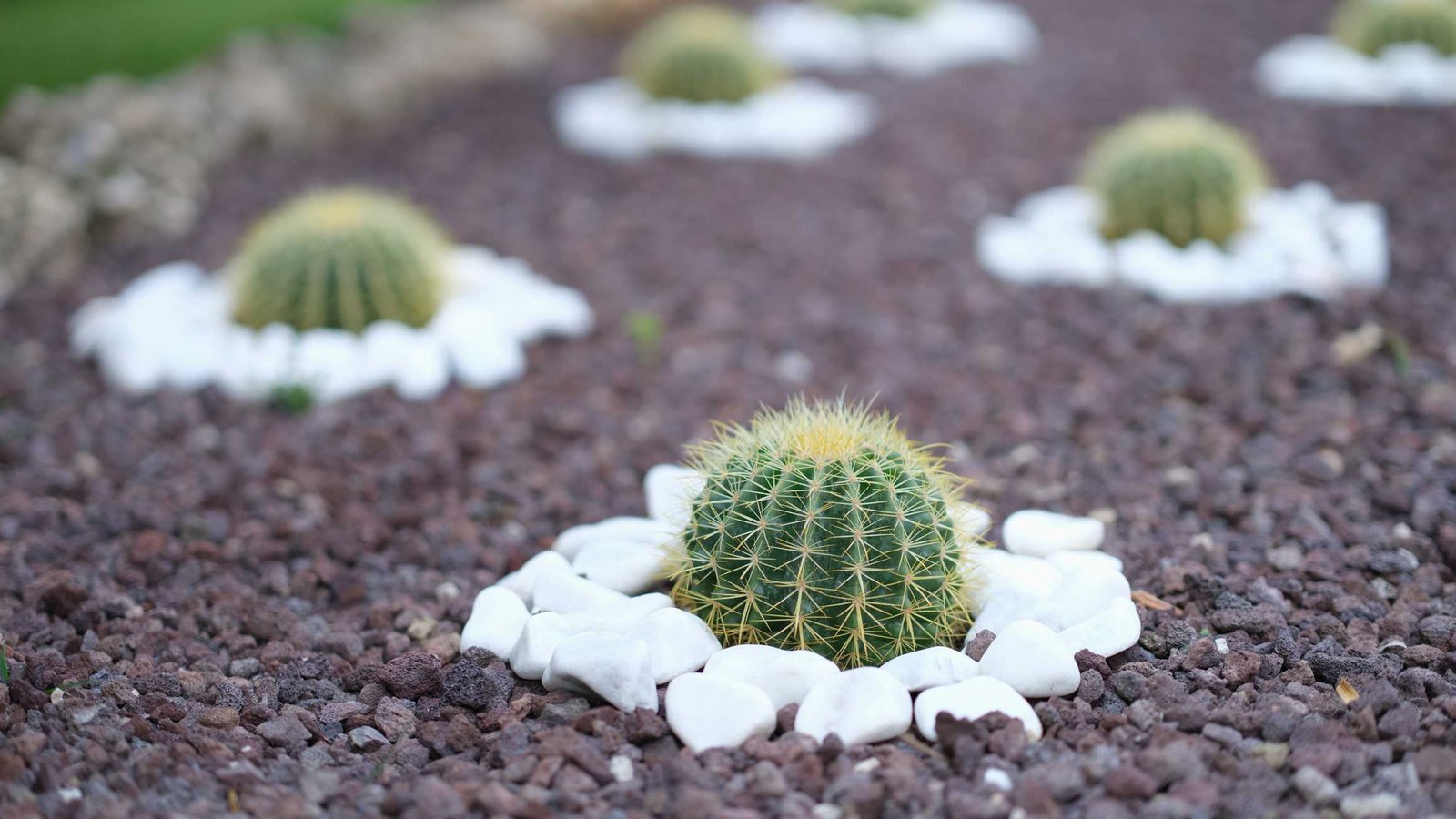 how to care for boobie cactus