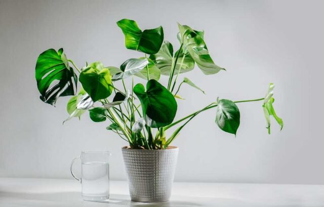 15 Heart Shaped Leaf Plants to Spruce Up Your Indoor Living Space