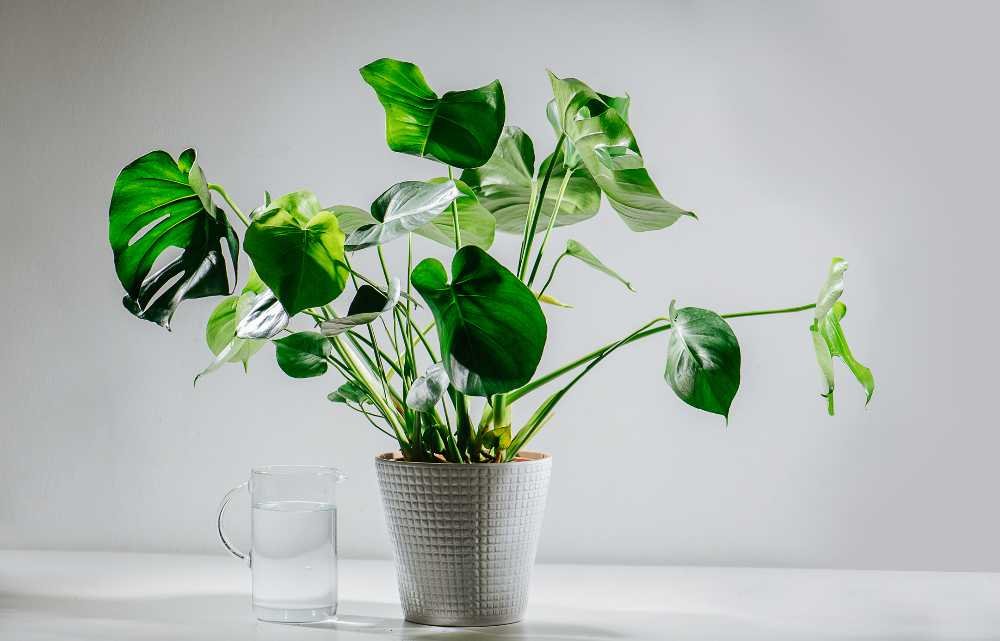 indoor plants with heart shaped leaves