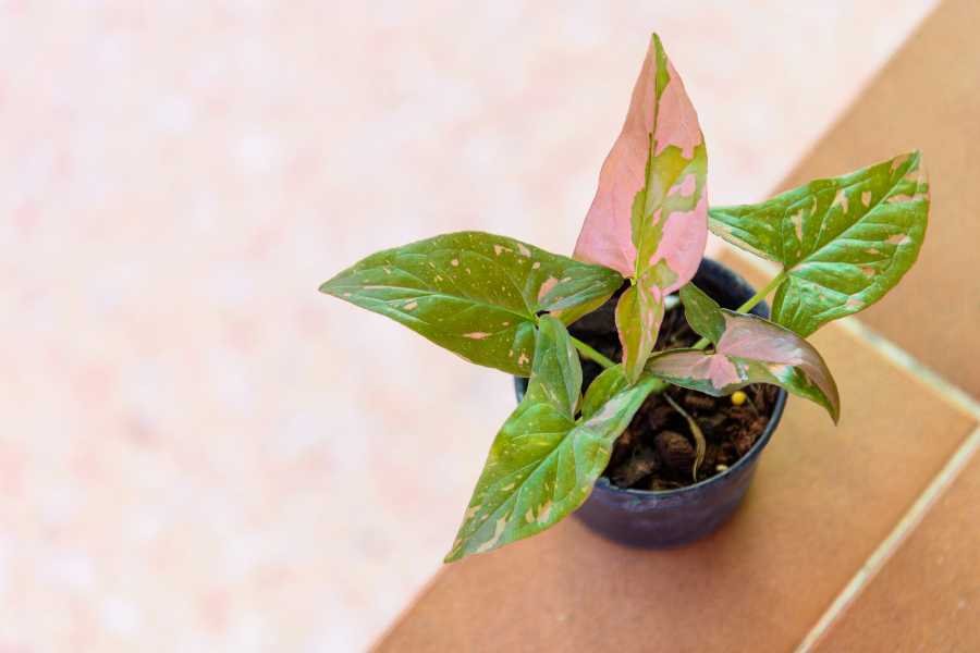 how to grow syngonium pink splash